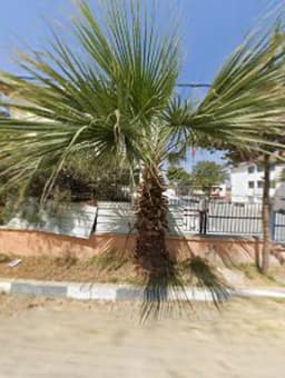 Zeytinalanı Gülter-osman Ponner İlkokulu - Fotoğraf