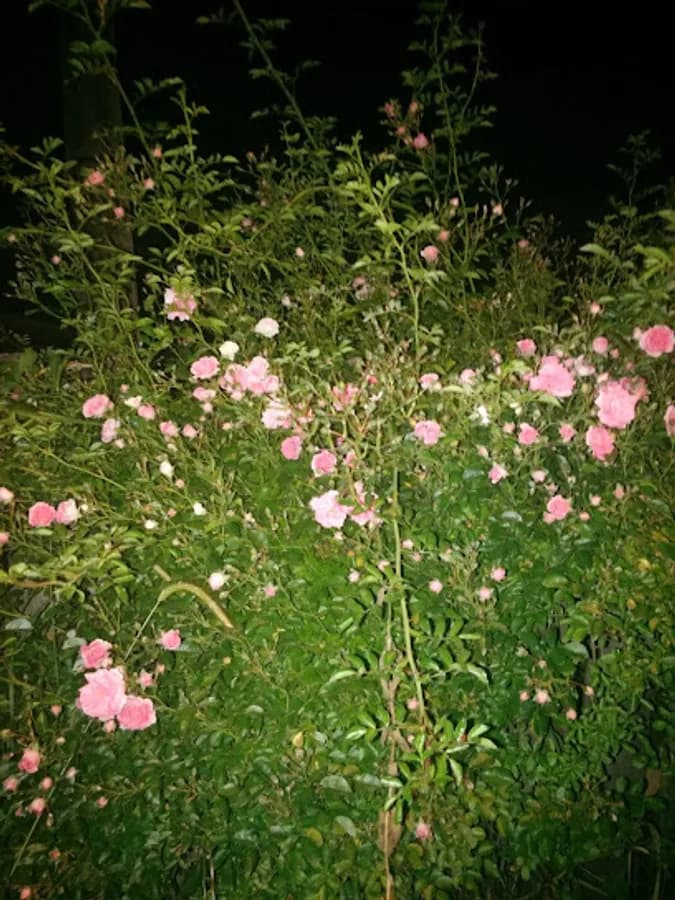 Güleş İlkokulu - Fotoğraf