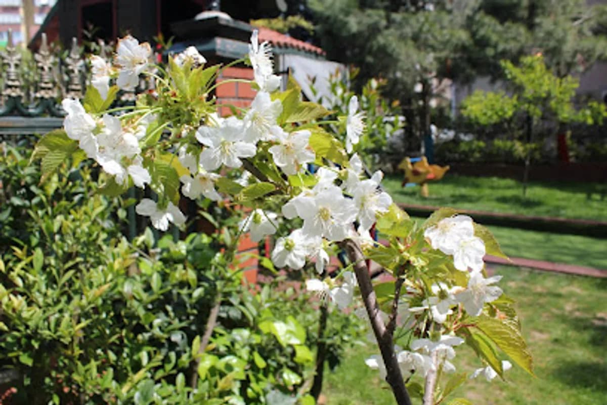Özel İlk Gelişim Anaokulu - Fotoğraf