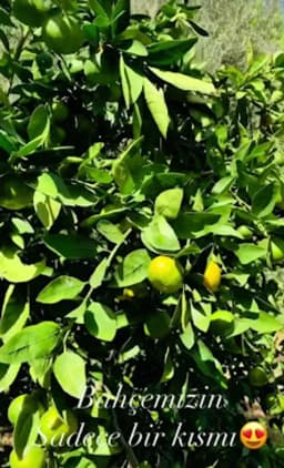 Özel Altınbahçe Anaokulu - Altınoluk - Photo