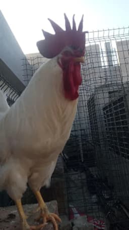 İstiklal İlkokulu - Fotoğraf