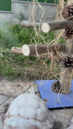 Pi Orman Okulu - Fotoğraf