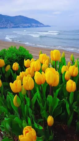 Ordu Deniz ve Orman Okulu - Fotoğraf