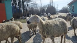 Ovasaray İlkokulu / Ortaokulu - Fotoğraf