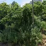 Zübeyde Hanım Anaokulu