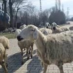 Ovasaray İlkokulu / Ortaokulu